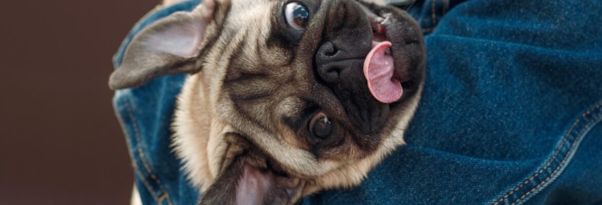 Choking in Pets