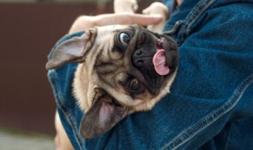 Choking in Pets