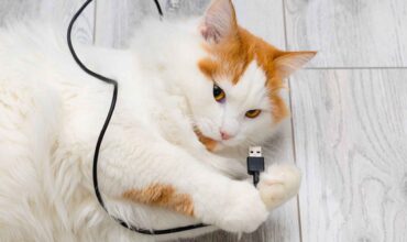 Protecting Pets from