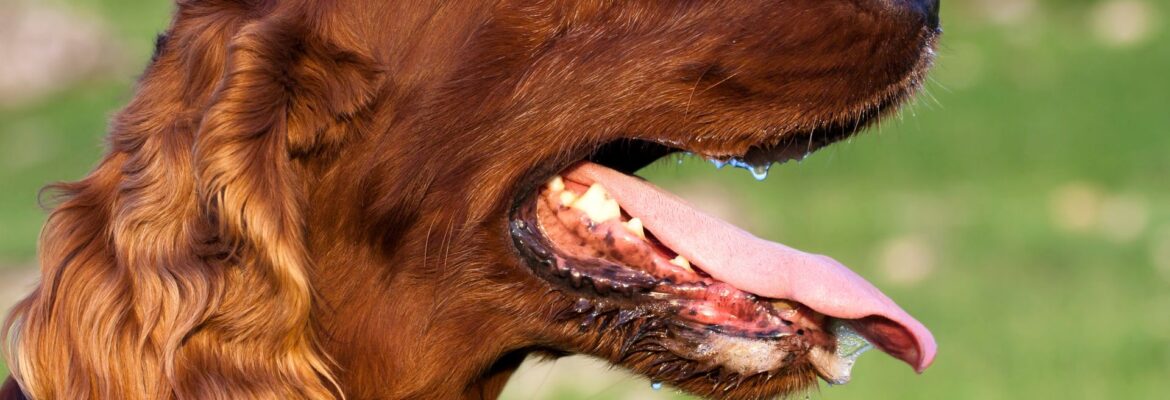 heatstroke in pets