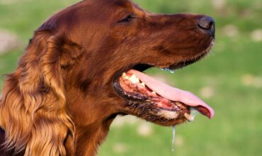 heatstroke in pets