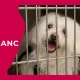 Pet insurance for dogs